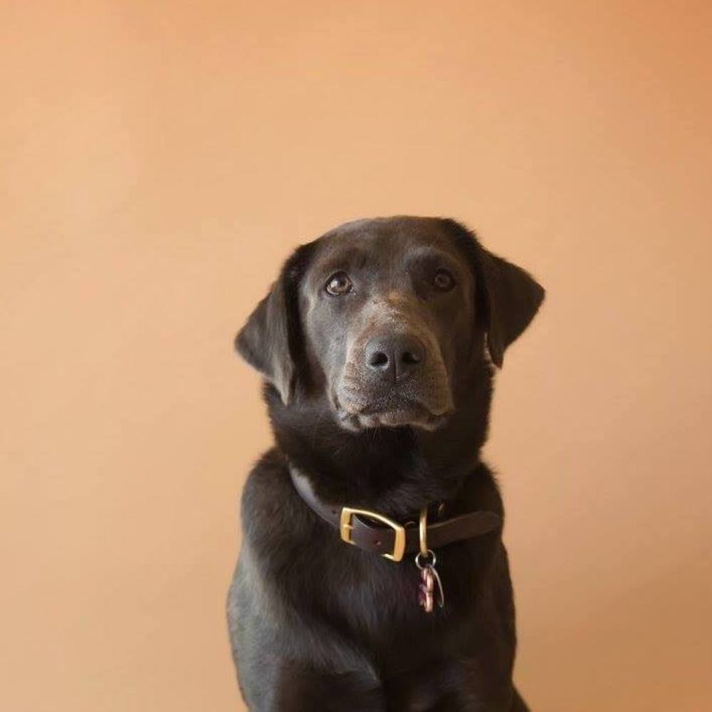 Meet your Posher, Paula
